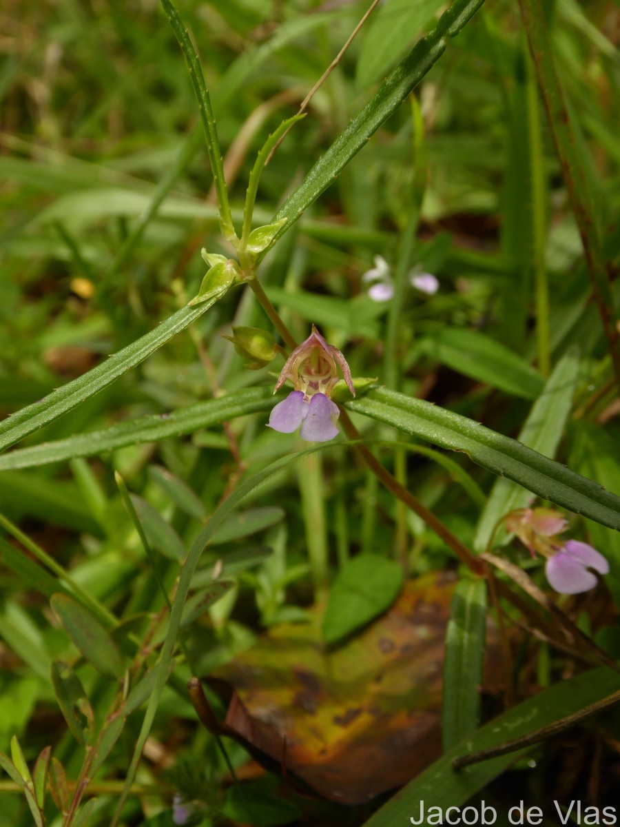 Impatiens oppositifolia L.